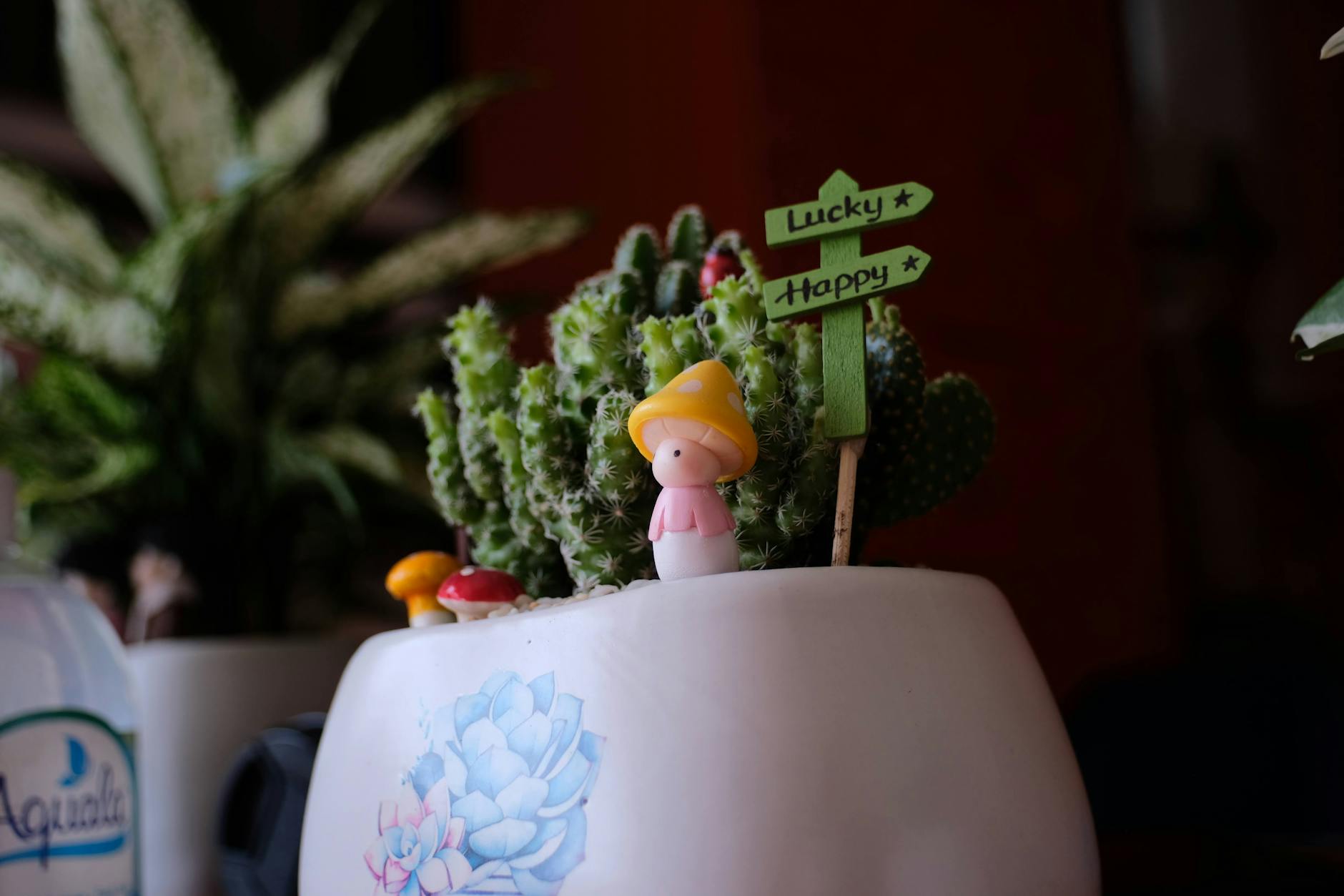 close up of various indoor plants in decorative pots