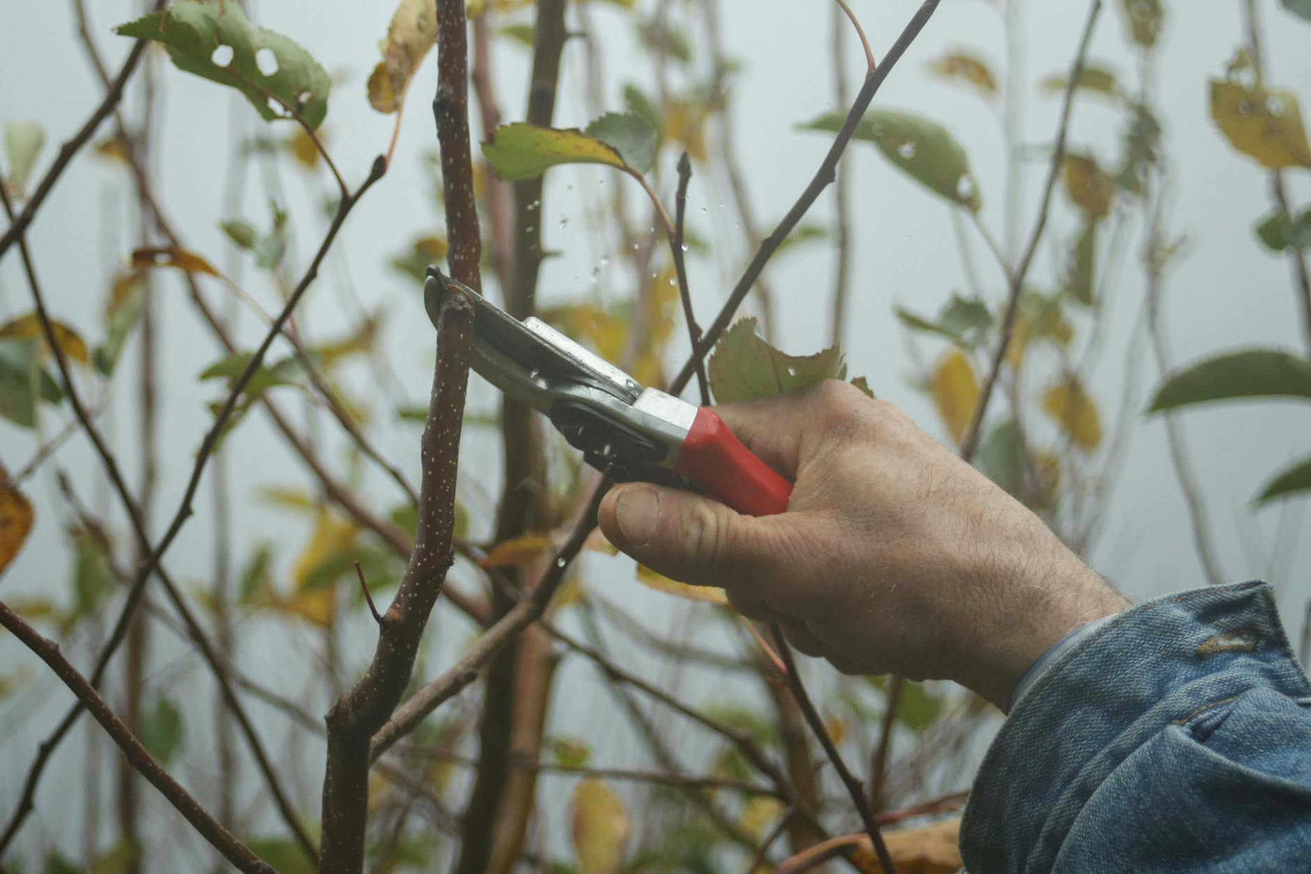 person pruning tree branch close up